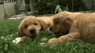 Moving Image Mayhem (Animal Edition)