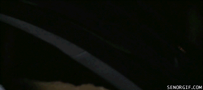 Moving Image Mayhem (Animal Edition)