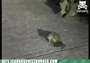 Moving Image Mayhem (Animal Edition)