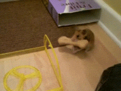 Moving Image Mayhem (Animal Edition)