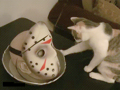 Moving Image Mayhem (Animal Edition)