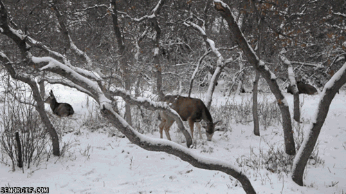 Moving Image Mayhem (Animal Edition)