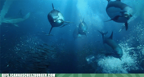 Moving Image Mayhem (Animal Edition)