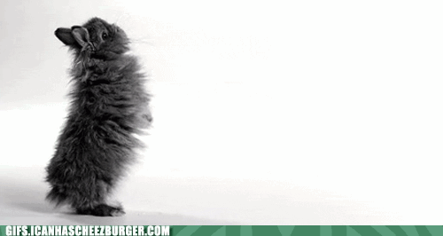 Moving Image Mayhem (Animal Edition)