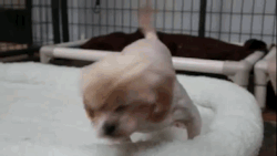 Moving Image Mayhem; Animal Edition