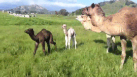 Moving Image Mayhem; Animal Edition