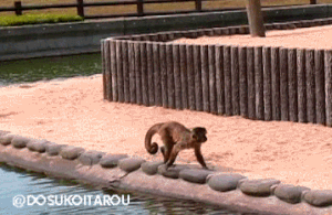 Moving Image Mayhem; Animal Edition