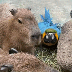 Moving Image Mayhem; Animal Edition