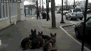 Moving Image Mayhem; Animal Edition