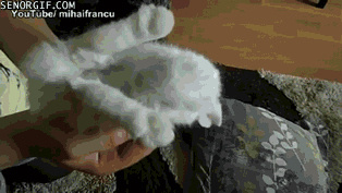 Moving Image Mayhem; Animal Edition