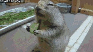 Moving Image Mayhem; Animal Edition