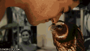 Moving Image Mayhem; Animal Edition