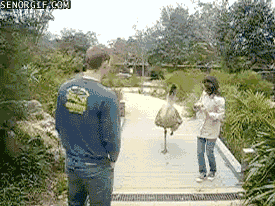 Moving Image Mayhem; Animal Edition