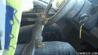 Moving Image Mayhem; Animal Edition