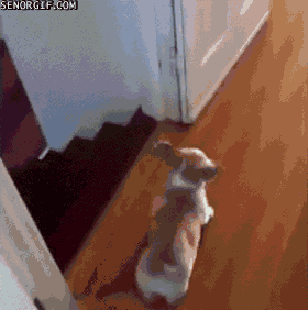 Moving Image Mayhem; Animal Edition