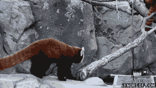 Moving Image Mayhem; Animal Edition