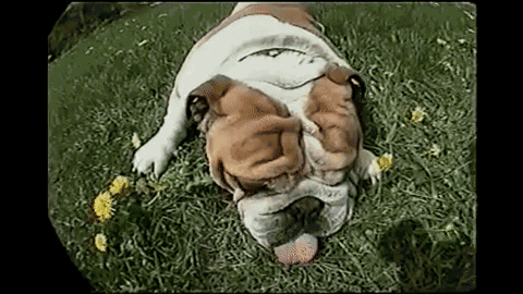 Moving Image Mayhem; Animal Edition