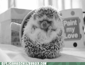 Moving Image Mayhem; Animal Edition