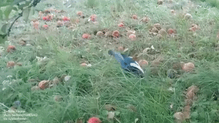 Moving Image Mayhem (Animal Edition)