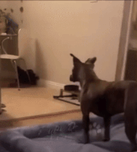 Moving Image Mayhem (Animal Edition)