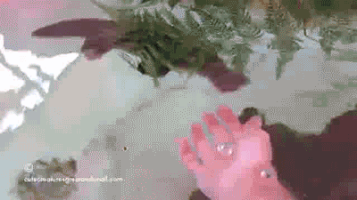 Moving Image Mayhem (Animal Edition)