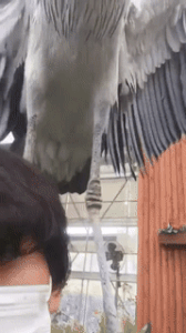 Moving Image Mayhem (Animal Edition)