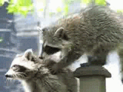 Moving Image Mayhem (Animal Edition)