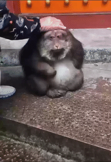 Moving Image Mayhem (Animal Edition)