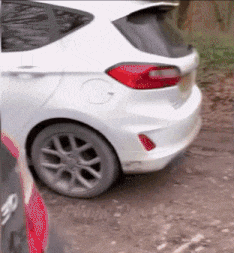 Moving Image Mayhem (Animal Edition)