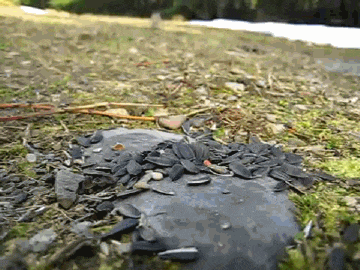 Moving Image Mayhem (Animal Edition)