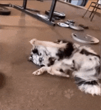 Moving Image Mayhem (Animal Edition)