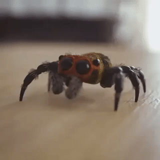 Moving Image Mayhem (Animal Edition)