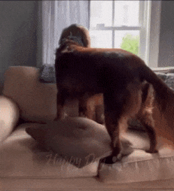 Moving Image Mayhem (Animal Edition)