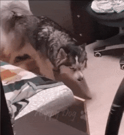 Moving Image Mayhem (Animal Edition)