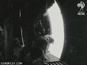 Moving Image Mayhem (Animal Edition)