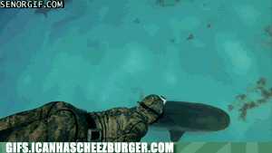 Moving Image Mayhem (Animal Edition)