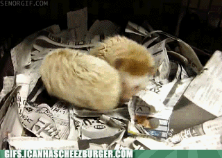 Moving Image Mayhem (Animal Edition)