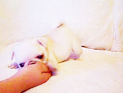 Moving Image Mayhem (Animal Edition)