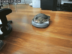 Moving Image Mayhem (Animal Edition)