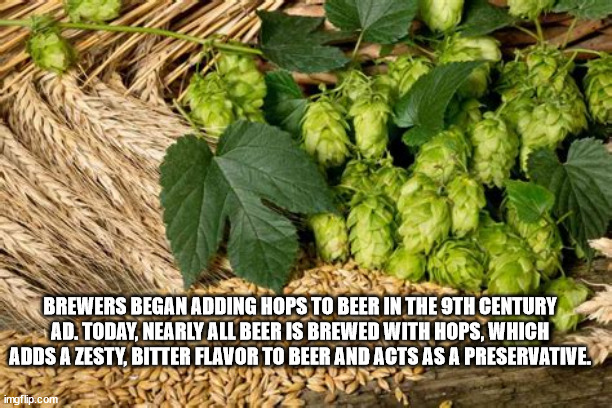 36 Fun Facts About Beer