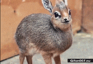 Moving Image Mayhem (Animal Edition)