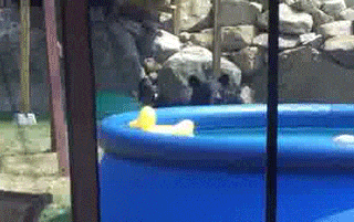 Moving Image Mayhem (Animal Edition)