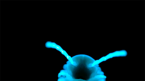 Moving Image Mayhem (Animal Edition)