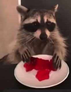 Moving Image Mayhem (Animal Edition)