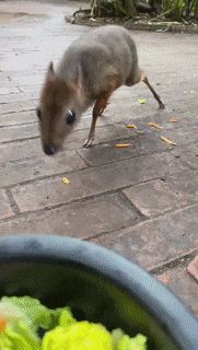 Moving Image Mayhem (Animal Edition)