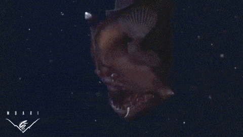 Moving Image Mayhem (Animal Edition)