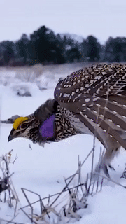 Moving Image Mayhem (Animal Edition)