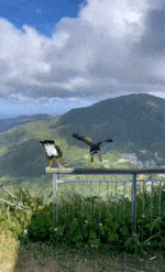 Moving Image Mayhem (Animal Edition)