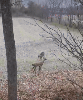 Moving Image Mayhem (Animal Edition)