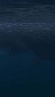 Moving Image Mayhem (Animal Edition)